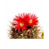 Adalya Cactus (Кактус)