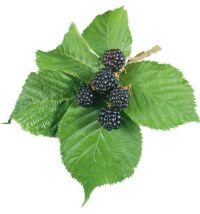 Adalya Blackberry (Ежевика)