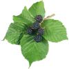 Adalya Blackberry (Ежевика)
