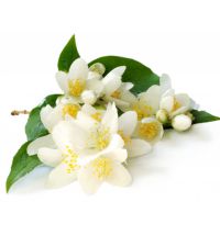 Табак для кальяна Al Fakher "Жасмин", 50 г