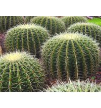 Serbetli Cactus (Кактус) 50 г