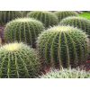 Serbetli Cactus (Кактус) 50 г